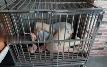 美女宠物日常母狗调教